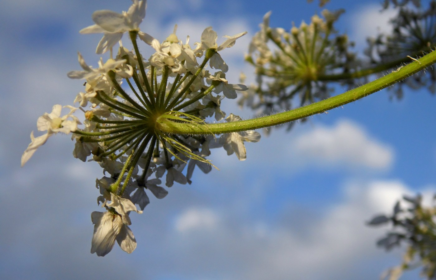 Image of Heracleum sosnowskyi specimen.