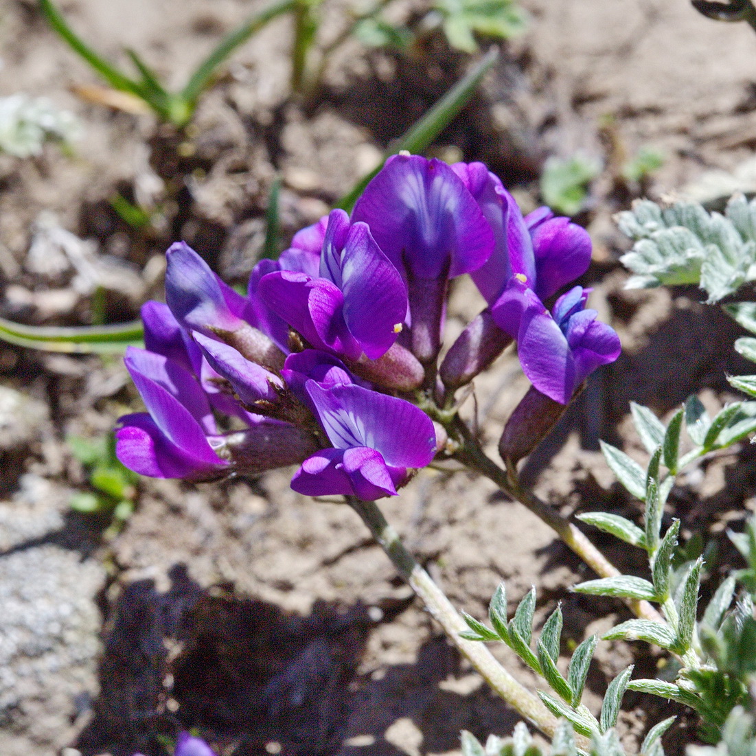 Изображение особи Oxytropis humifusa.