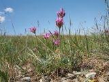 Astragalus kronenburgii. Цветущее растение. Казахстан, Джамбулская обл., подножья Таласского Алатау у левого борта каньона Коксай, ≈ 1900 м н.у.м., предгорная степь на мелкоземах. 7 июня 2019 г.