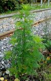 Ambrosia artemisiifolia