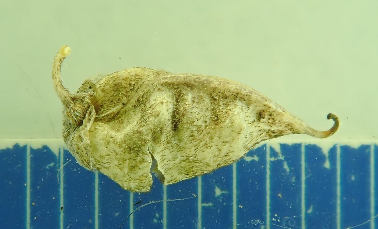 Image of genus Astragalus specimen.