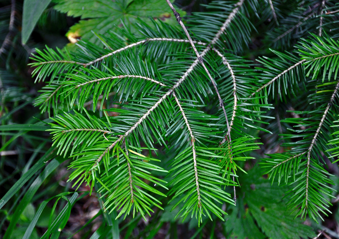 Image of Abies sibirica specimen.