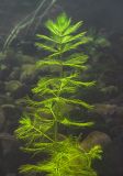 Myriophyllum spicatum