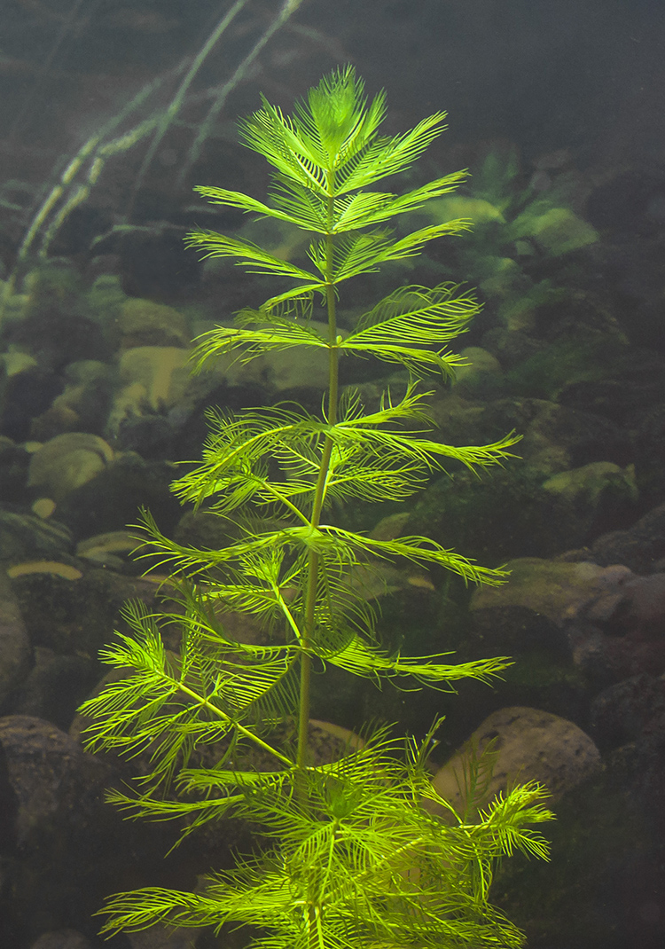 Изображение особи Myriophyllum spicatum.