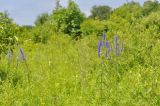 Veronica longifolia