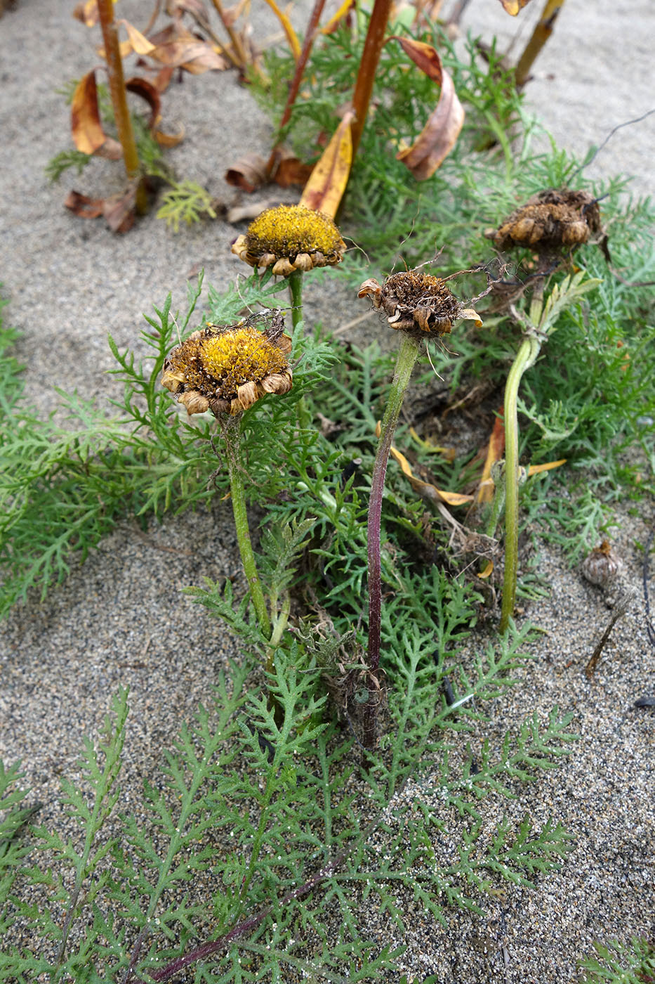 Image of Tanacetum bipinnatum specimen.