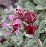 Potentilla divina