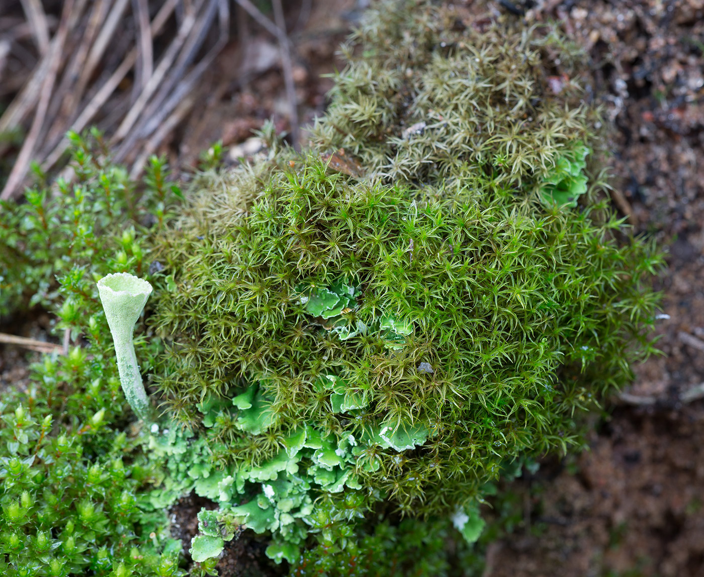 Image of genus Didymodon specimen.