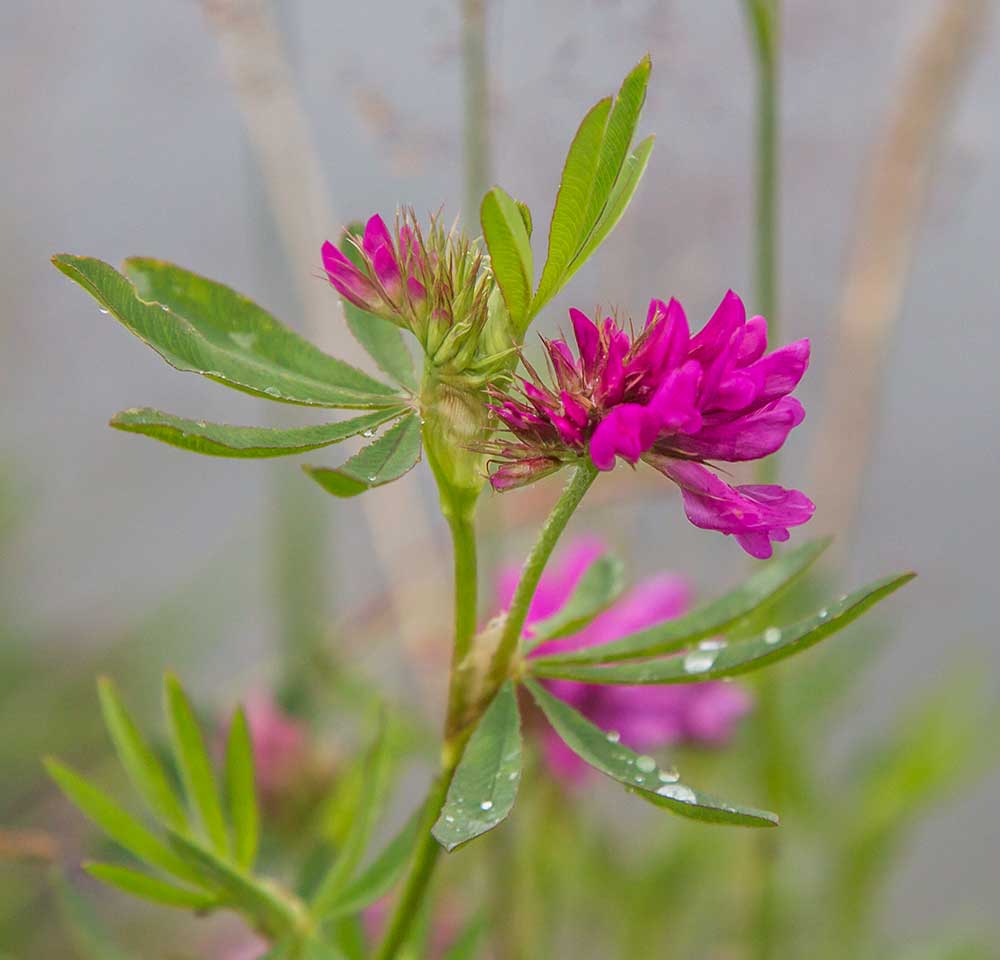 Image of Trifolium lupinaster specimen.