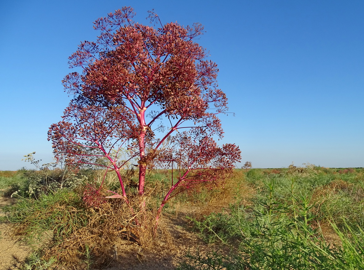 Image of Ferula varia specimen.