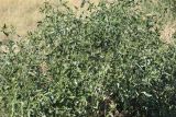 genus Atriplex. Цветущее растение. Волгоградская обл., Светлоярский р-н, край поля. 08.08.2018.