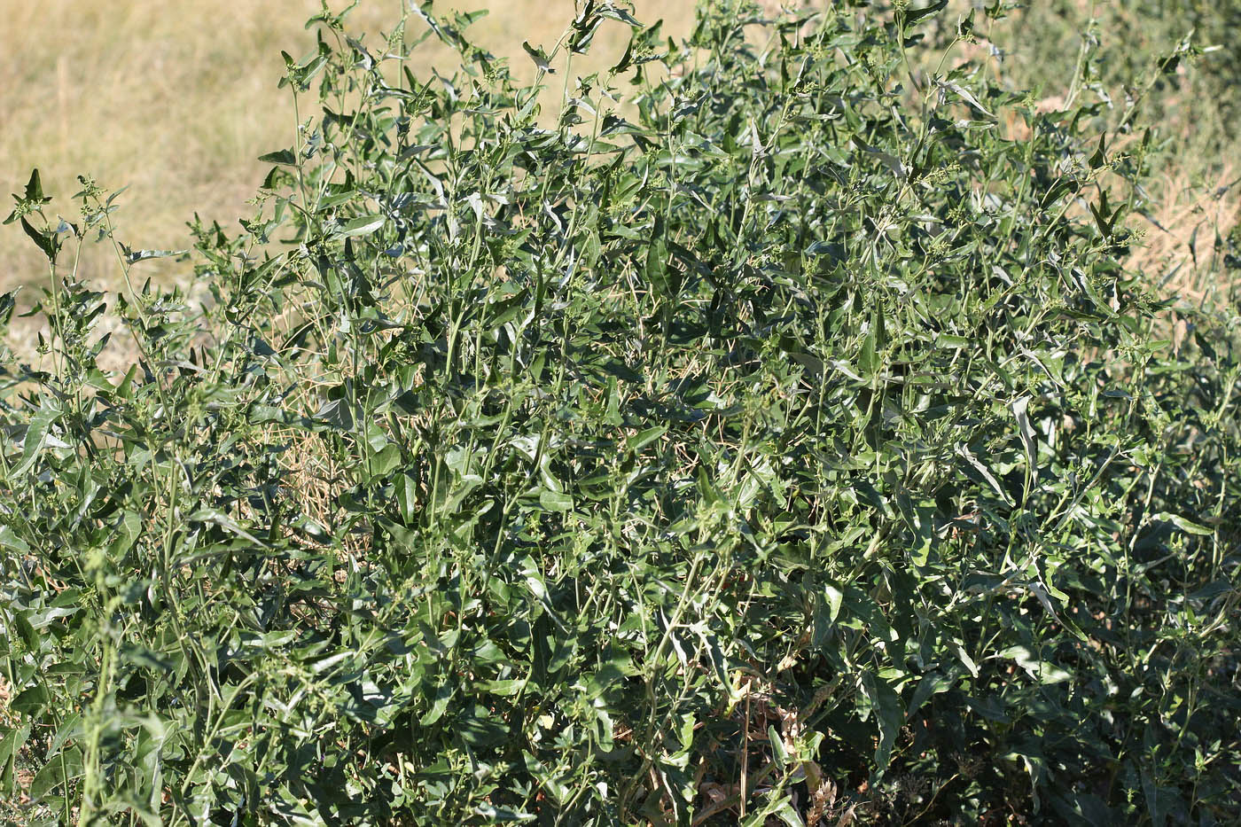 Image of genus Atriplex specimen.