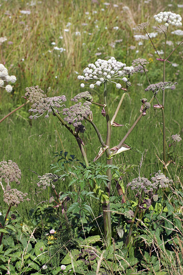 Изображение особи Angelica sylvestris.