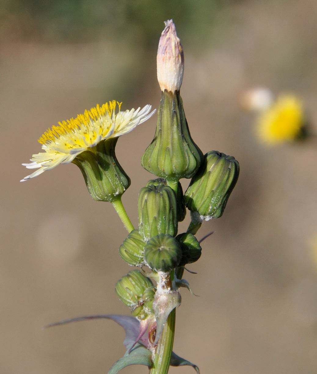 Image of Sonchus oleraceus specimen.