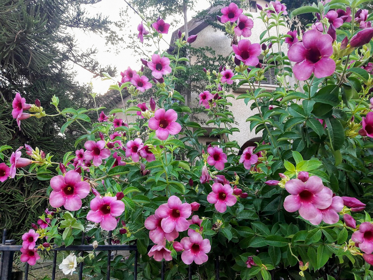 Image of Allamanda blanchetii specimen.