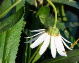 Leucanthemum maximum