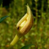 Oenothera depressa. Бутон. Чувашия, окр. г. Шумерля, дер. Подборное. 1 августа 2008 г.