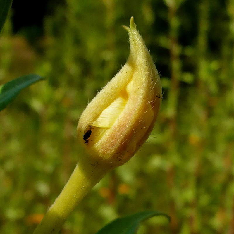 Image of Oenothera depressa specimen.
