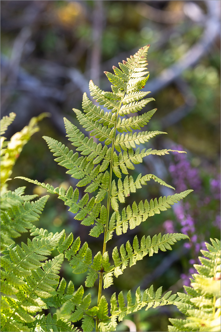 Image of Dryopteris carthusiana specimen.