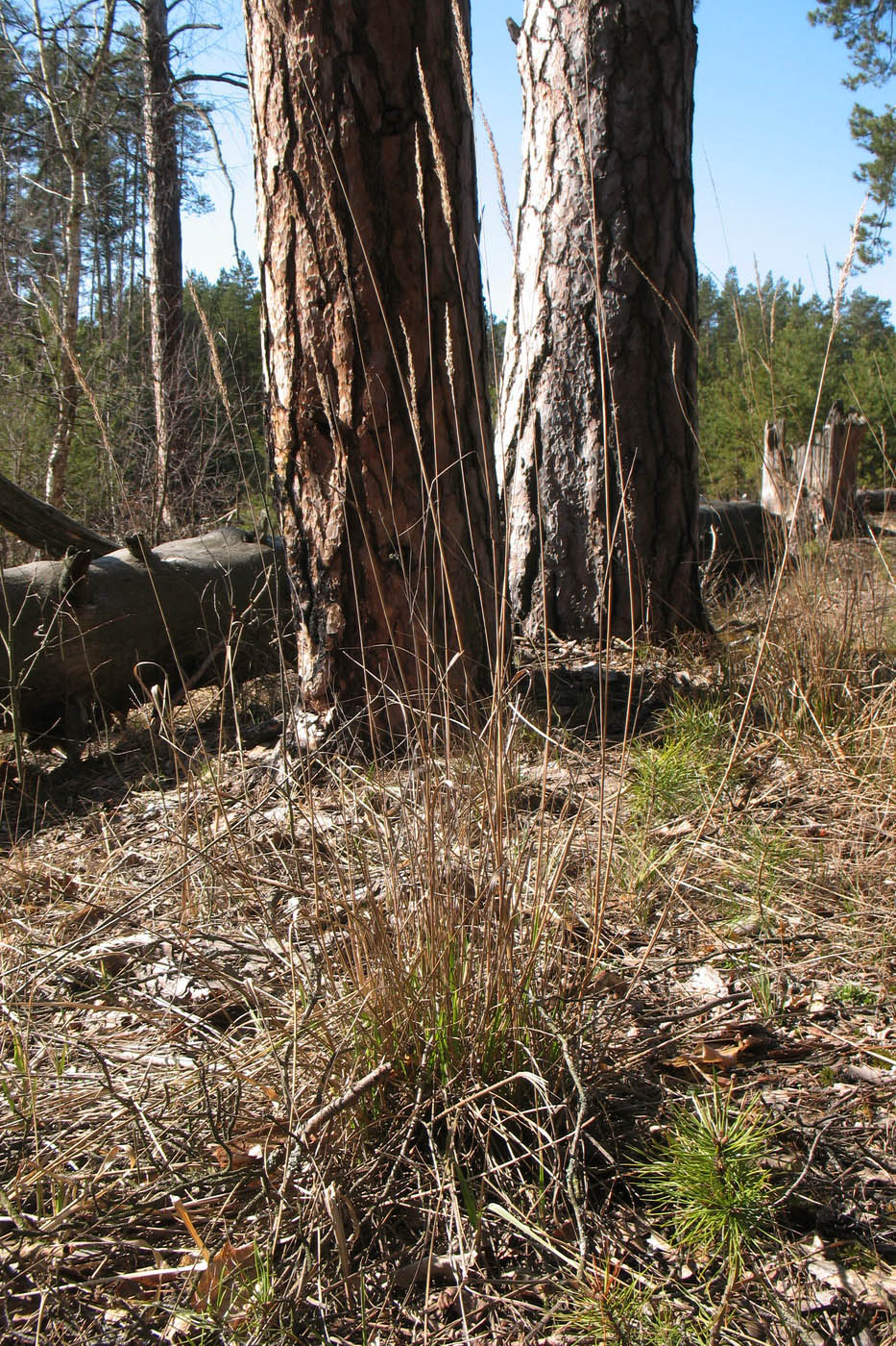 Image of Calamagrostis arundinacea specimen.