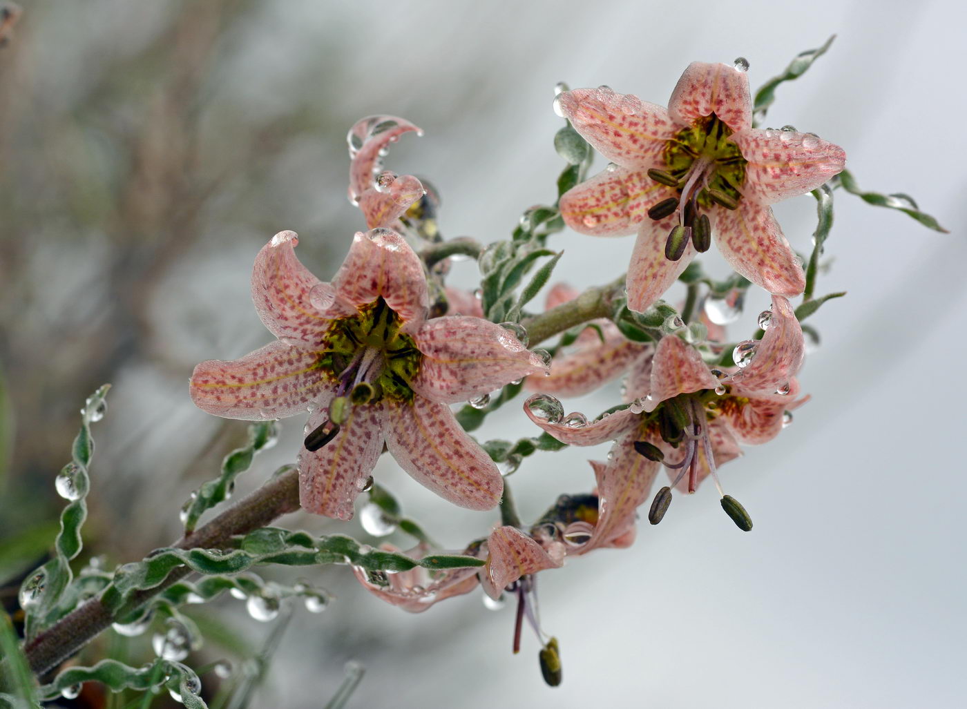 Изображение особи Rhinopetalum karelinii.