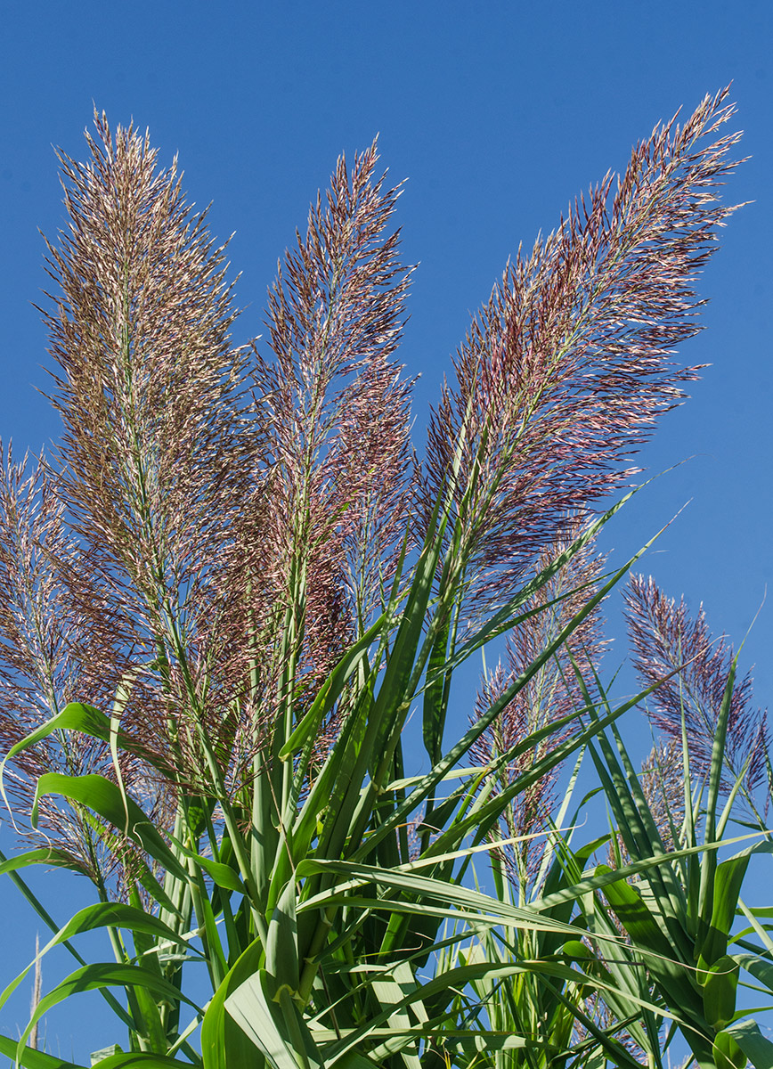 Image of Arundo donax specimen.