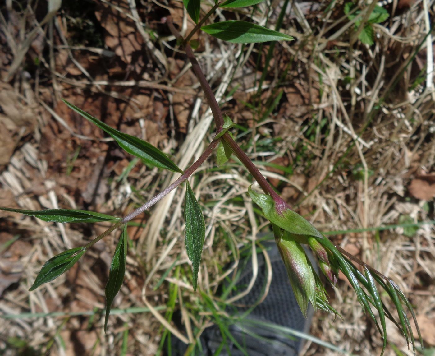 Image of Lathyrus vernus specimen.