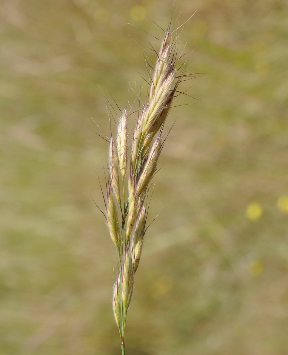 Image of genus Bromus specimen.