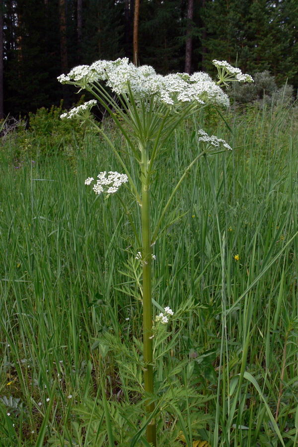 Image of Pleurospermum uralense specimen.