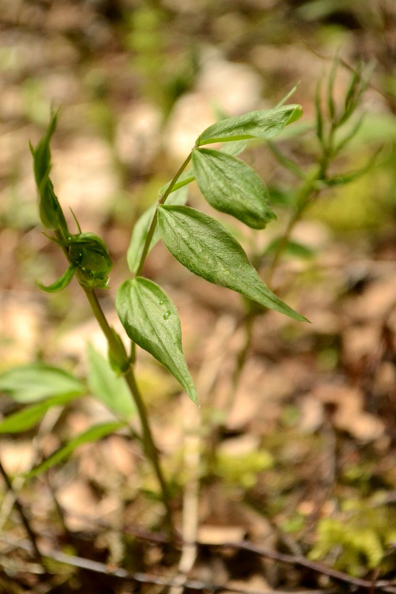 Image of Lathyrus vernus specimen.