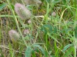 Trifolium arvense