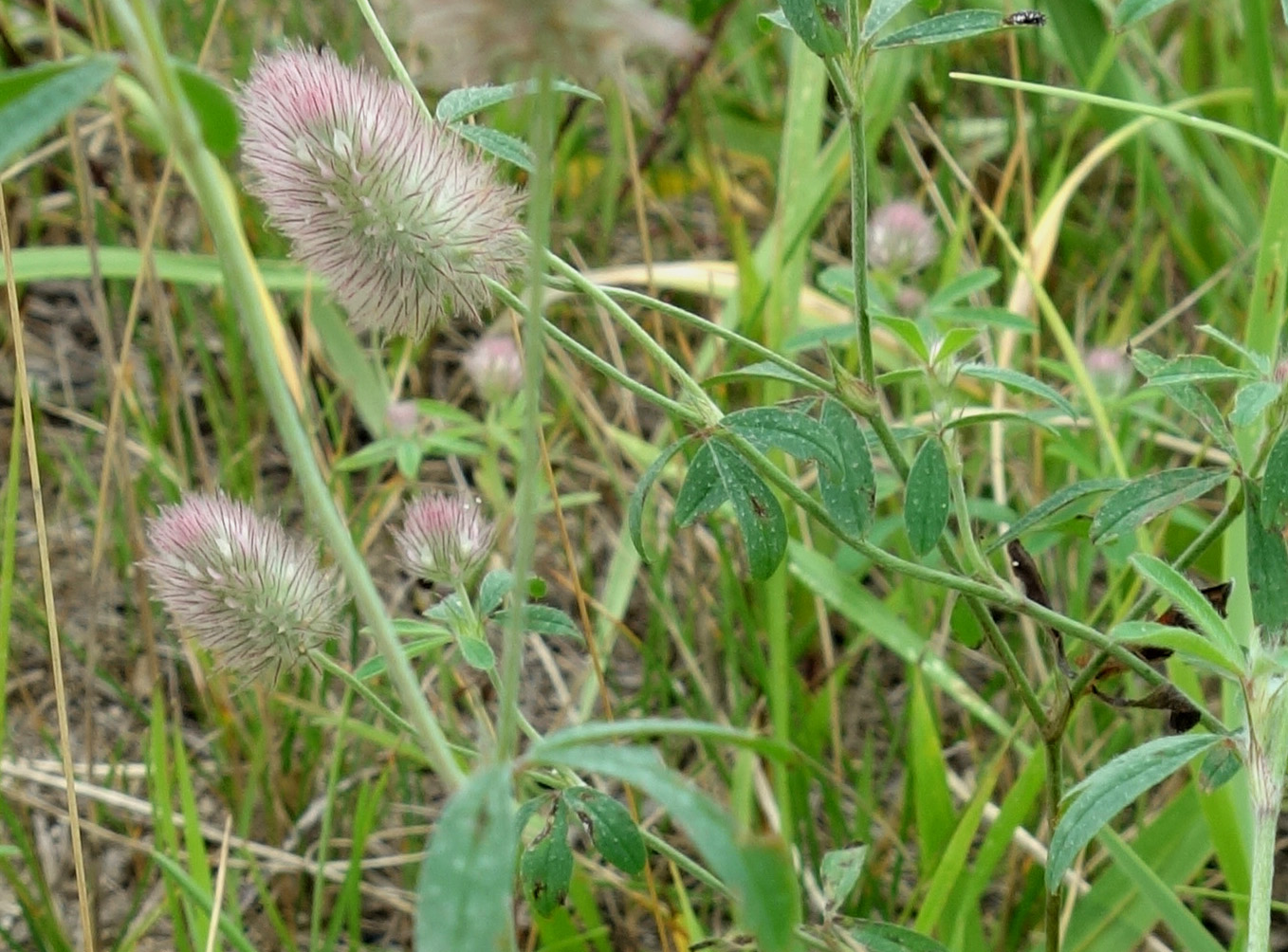 Image of Trifolium arvense specimen.