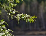 Padus avium подвид pubescens. Ветви цветущего растения. Иркутская обл., Шелеховский р-н, окр. пос. Шаманка, берег реки Иркут, смешанный лес. 02.05.2020.