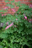 Dicentra spectabilis. Цветущие растения. Санкт-Петербург, Приморский р-н, окр. просп. Испытателей и Гаккелевской ул., в культуре. 29.05.2020.