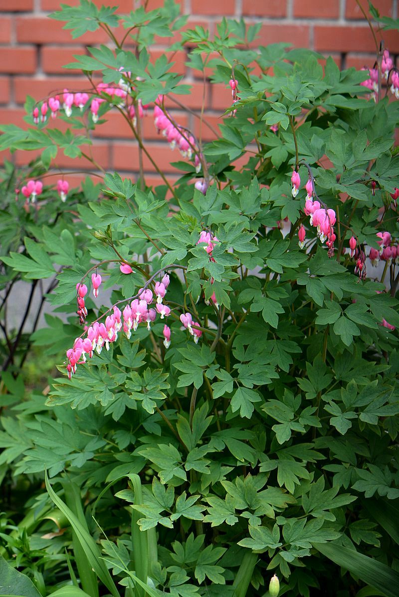 Изображение особи Dicentra spectabilis.