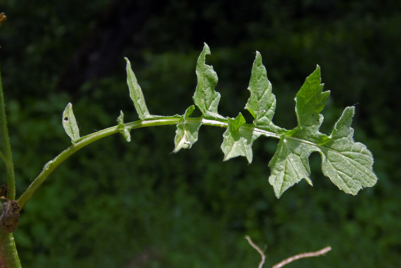 Image of Sisymbrium officinale specimen.