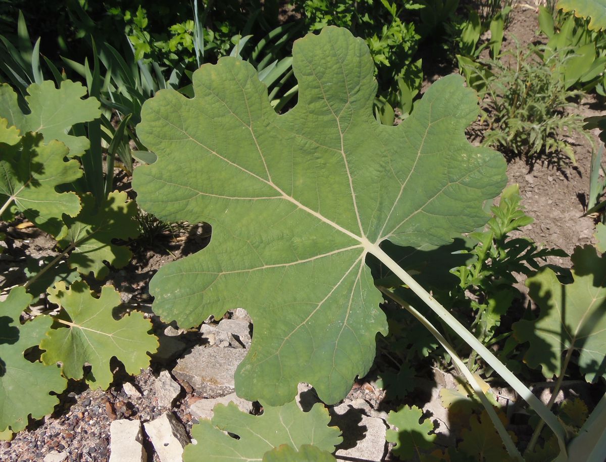 Изображение особи Macleaya microcarpa.