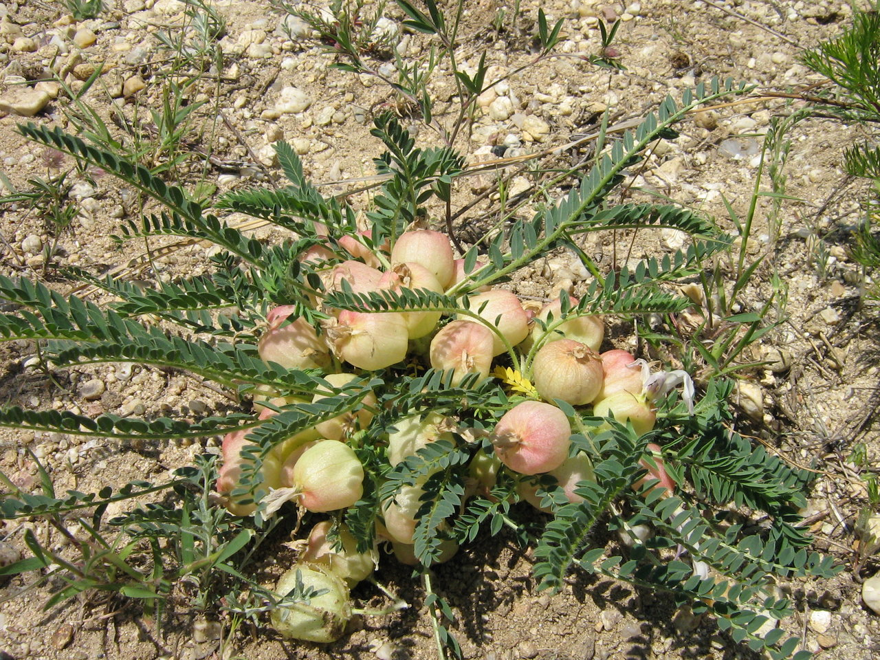 Image of Astragalus physocalyx specimen.