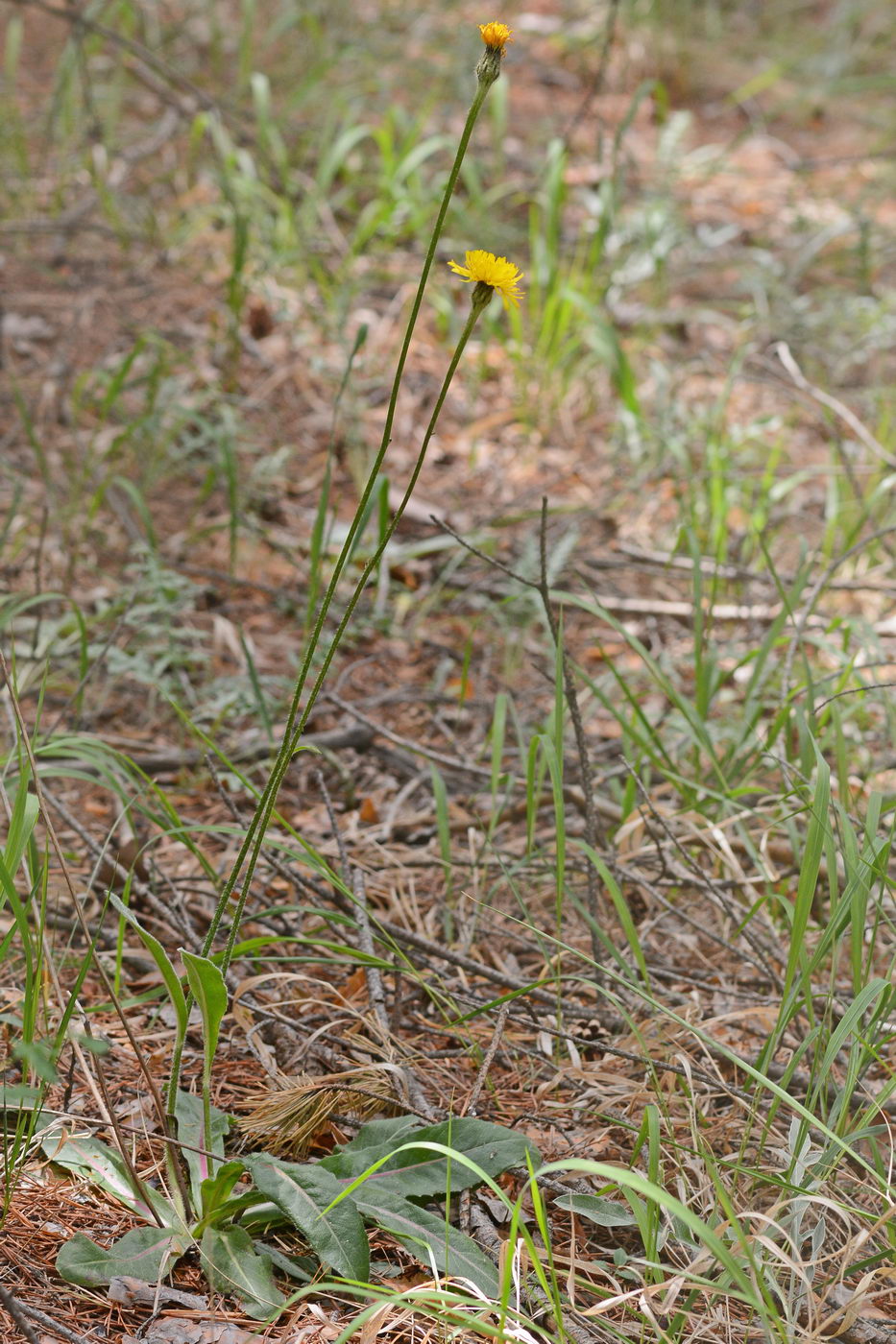 Image of Trommsdorffia maculata specimen.