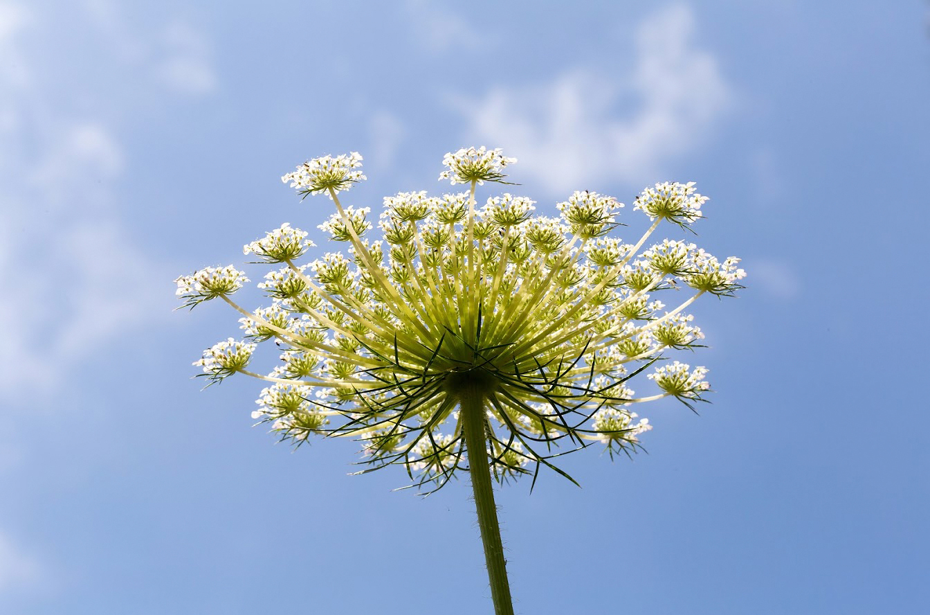 Image of Daucus carota specimen.