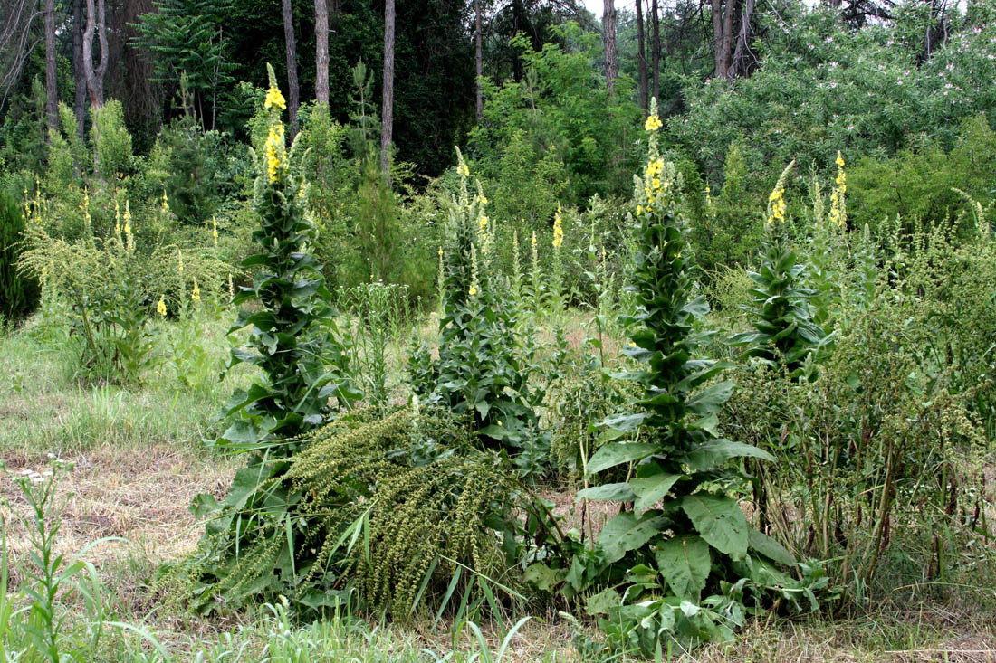 Image of Verbascum densiflorum specimen.