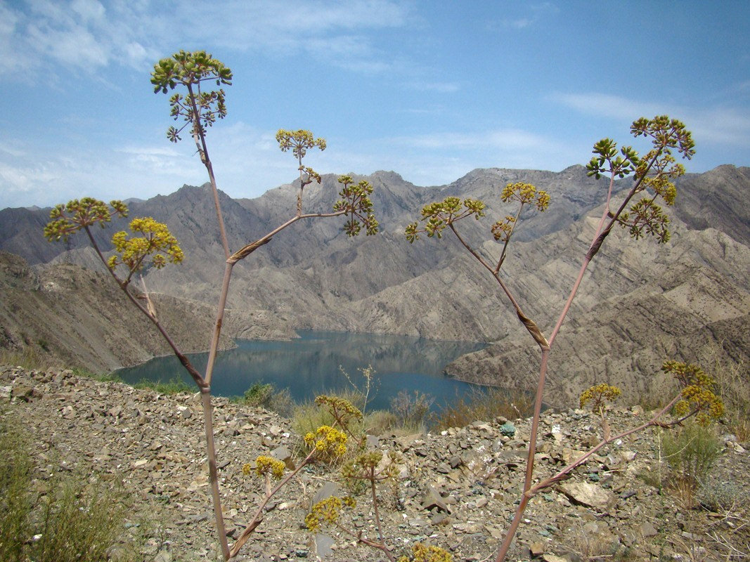 Image of Ferula korshinskyi specimen.