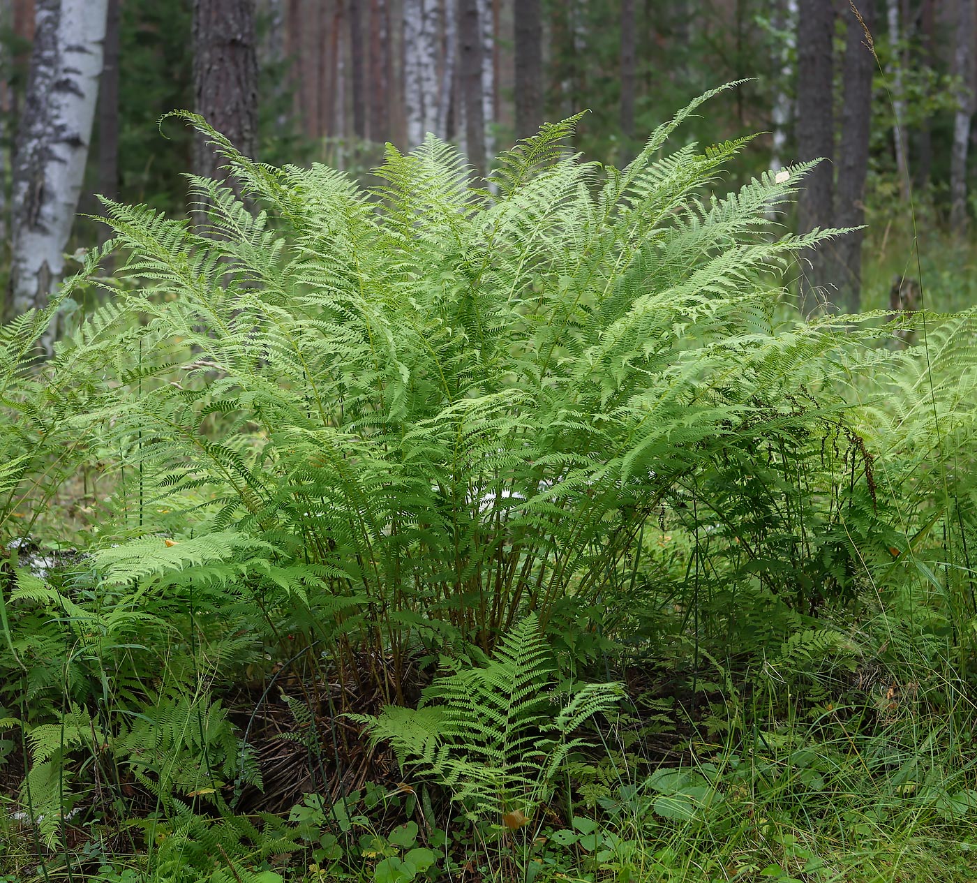 Image of Athyrium filix-femina specimen.