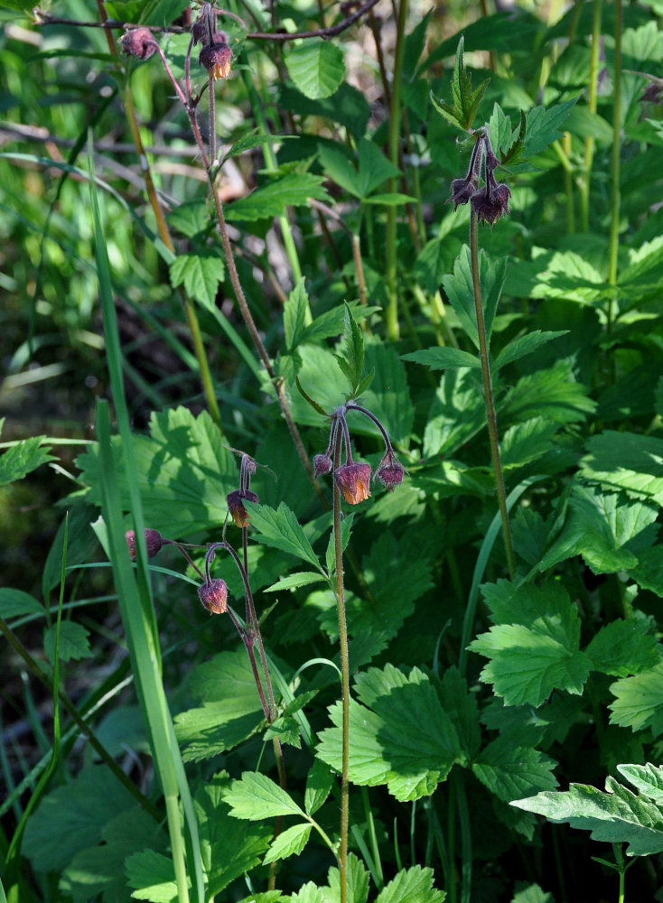 Image of Geum rivale specimen.