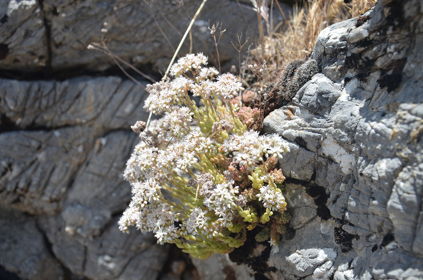 Изображение особи род Sedum.