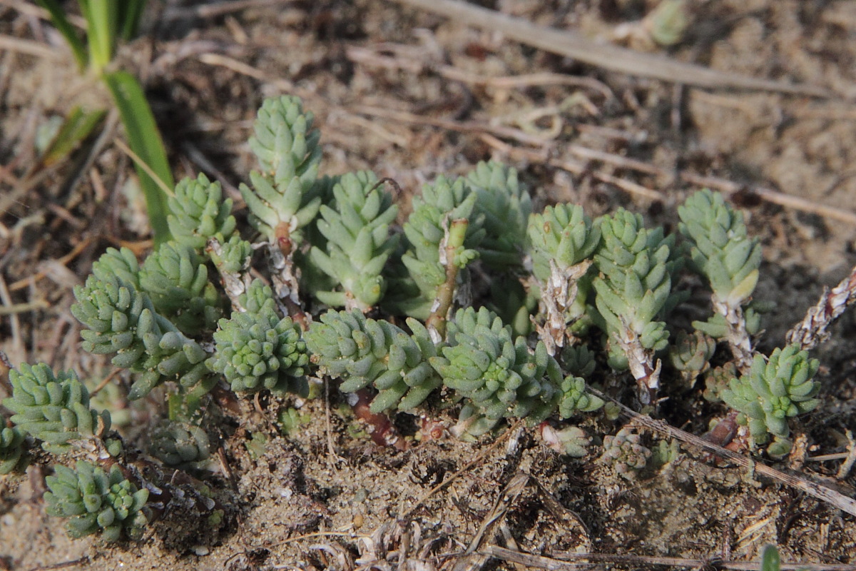 Image of Sedum hillebrandii specimen.