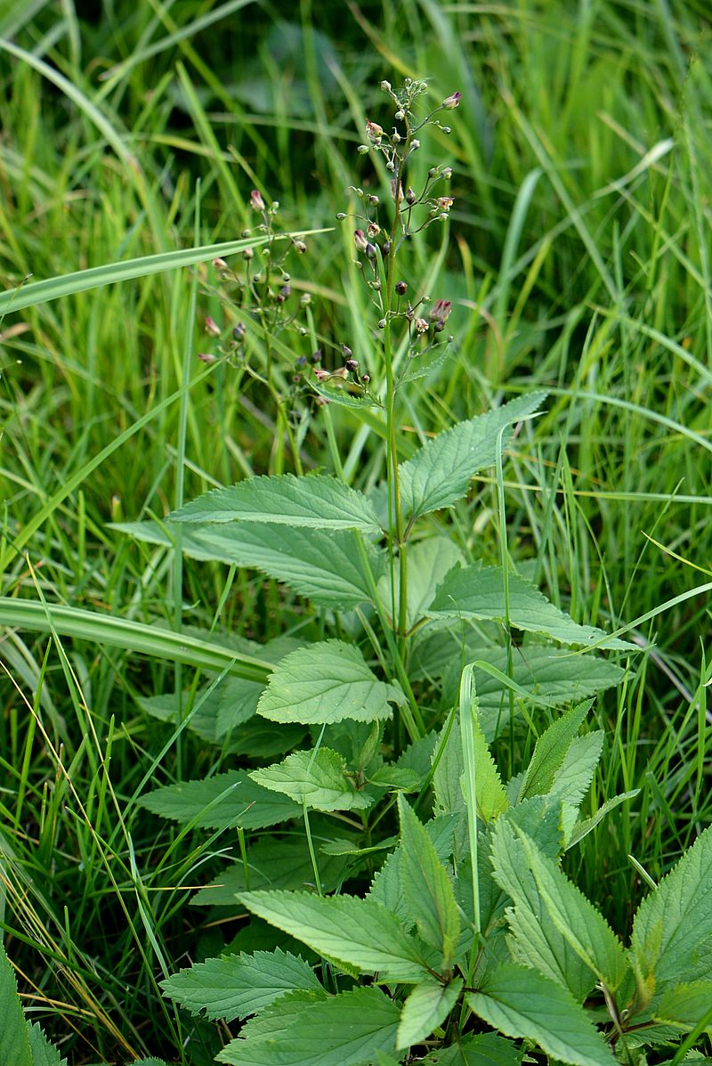 Изображение особи Scrophularia nodosa.