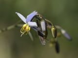 Dianella tasmanica. Цветок и бутон ('Variegata'). Испания, автономное сообщество Каталония, провинция Жирона, комарка Баш-Эмпорда, муниципалитет Палафружель, ботанический сад \"Кап-Роч\". 08.10.2020.