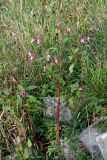 Impatiens glandulifera