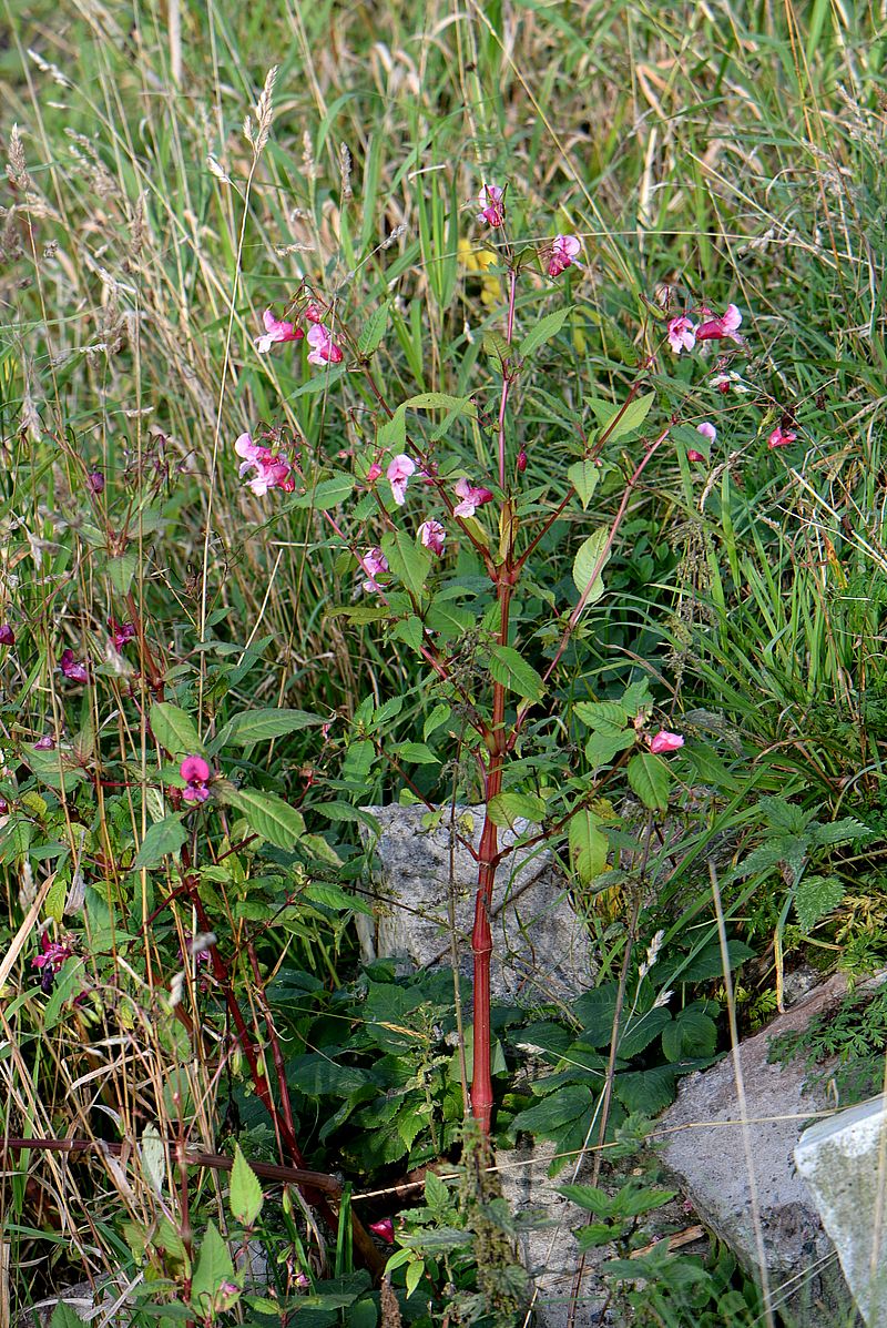 Image of Impatiens glandulifera specimen.